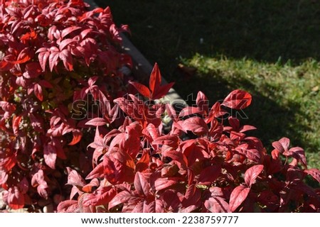 red leaf american ivy plant