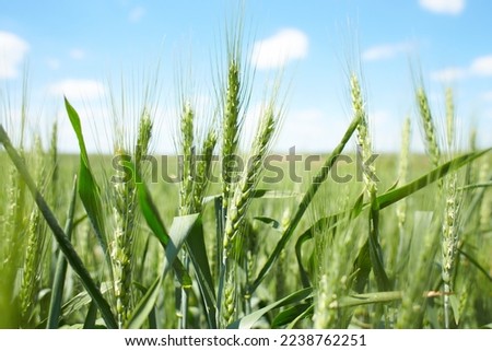 Wheat field against a blue sky. Green, ripe wheat field against on blue sky background