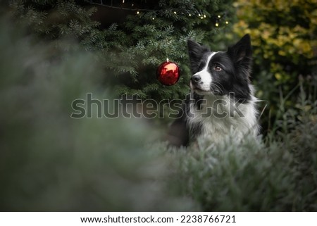 Adorable Border Collie Looking to Left with Red Christmas Bauble on Tree. Cute Black and White Dog Outside.