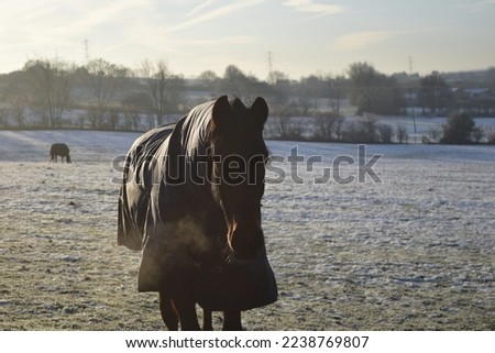 Close up photos of horses in a field in winter, wearing coats in the cold. Snowy winter morning.