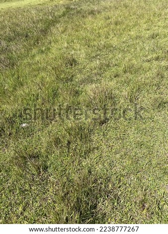 Photo of grass savana, close up picture of savana grass , colorful green for background