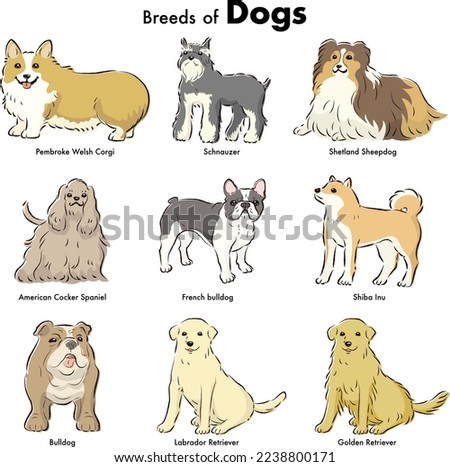 Simple and cute popular medium and large dog breeds hand-drawn line drawing vector illustration set