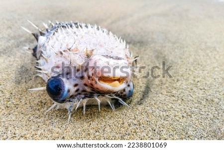 Dead puffer fish washed up on the beach lies on the sand in Zicatela Puerto Escondido Oaxaca Mexico.