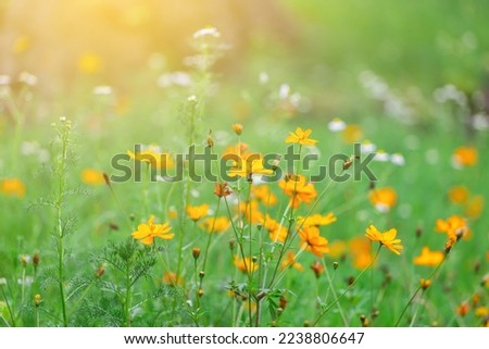 Beautiful yellow cosmos blooming in a garden with many different flowers