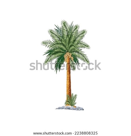 Date Palm Tree - vector stock