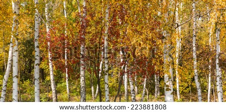 Golden birch forest in autumn