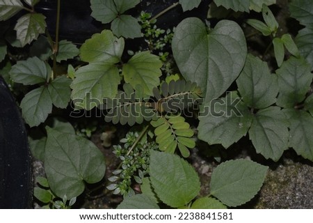 Various plants in one picture. Landscape of various wild plants in the back yard. Various leaf shapes of wild plants. young weeds. small forest.