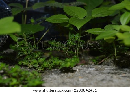 The portrait of a weed plant looks like a small Forest. Various plants in one picture. The landscape of various wild plants in the backyard. young weeds.