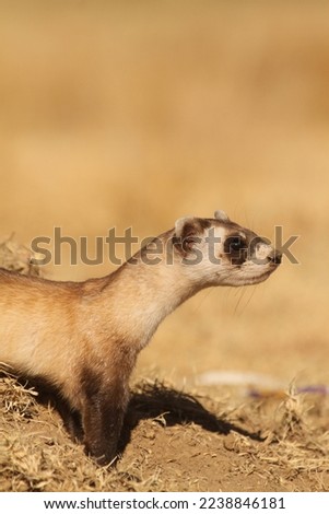 Black footed ferret (Mustela nigripes) at reintroduction site in Colorado. Royalty-Free Stock Photo #2238846181