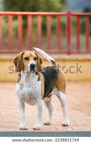 Stock photo of a Beautiful beagle dog 