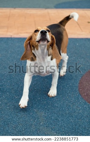 Beagle barking to the camera. Stock photo of a beagle.