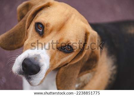 Nice beagle dog looking to the camera.Stock photo of a beagle. Best friend.