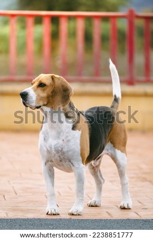 Beagle dog. Stock photo of dogs.