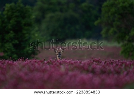 Roe deer in the blooming clover field. Nature in Czech Republic. Deer during summer season. Ramble in nature. 