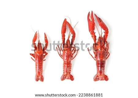 A fresh crayfish on white background，top view Royalty-Free Stock Photo #2238861881