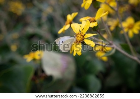 Large white butterfly pollinating yellow flowers on green leaves background. Pieris brassicae on blooming leopard plant, tractor seat plant or green leopard plant. Summer nature wallpaper