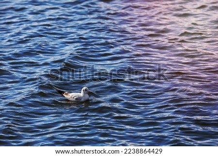 White river gull with black tail and white head calmly swims on the surface of the river. Aquatic water birds. Copy space.