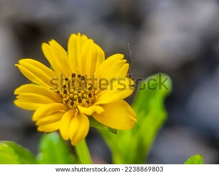Defocused abstract blurry background of yellow chinese wedelia flowers beautifully grown in the backyard
