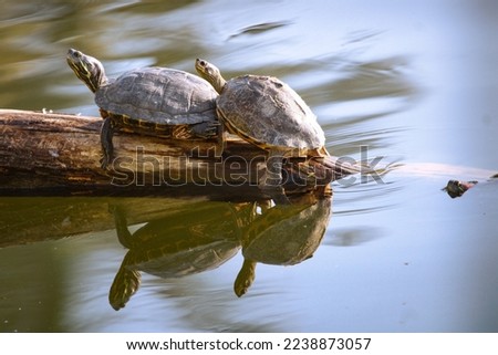 Red-eared slider - turtle near lake sitting on wooden block taking sun bath. Beautiful wall ount for entrance. Wildlife photography picture for coffe mug print or canvas print.