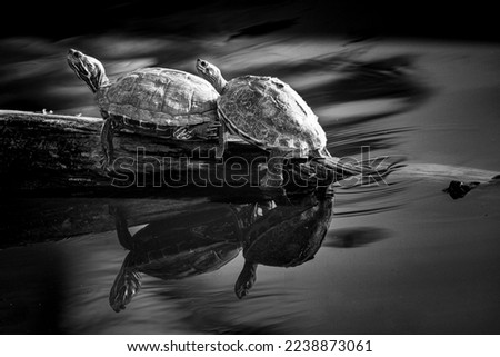 Red-eared slider - turtle near lake sitting on wooden block taking sun bath. Beautiful wall ount for entrance. Wildlife photography picture for coffe mug print or canvas print.