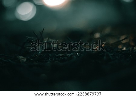 Forest soil and bokeh background.