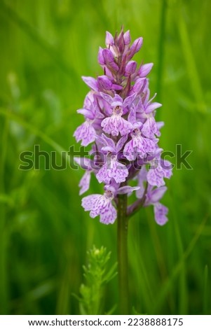 Dactylorhiza fuchsi. Orchid. Free nature. Wild nature. Beautiful picture. Color photography of nature. Orchids of the Czech Republic.