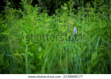 Dactylorhiza fuchsi. Orchid. Free nature. Wild nature. Beautiful picture. Color photography of nature. Orchids of the Czech Republic.
