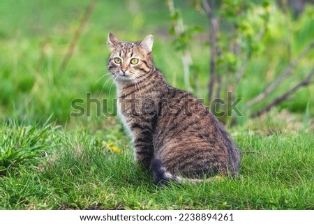A brown tabby cat sits in the garden on the grass near a currant bush Royalty-Free Stock Photo #2238894261