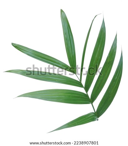  Fresh Betel palm, Areca palm leaves isolated on white background.