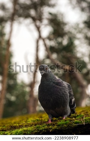 a curious pigeon on a mossy roof against the backdrop of a forest