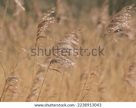  light brown grass plume close up, selective focus with creamy bokeh background blur 