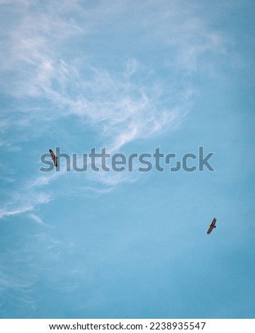 Golden eagles soaring in the blue sky over the mountain peaks