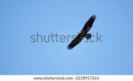                                Juvenile bald eagle soaring high in the sky at Sea Pines Preserves on a bright sunny morning. Blue, cloudless skies provide the background.