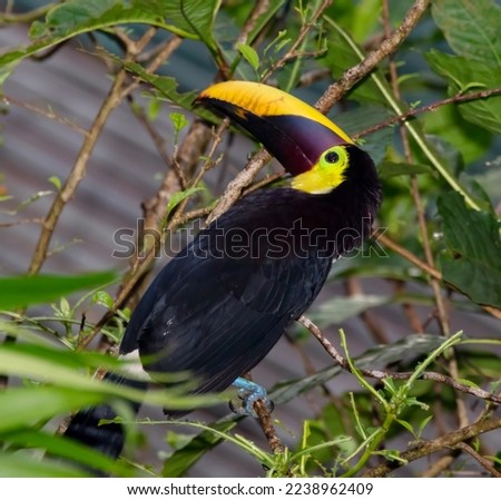 Yellow-throated toucan (Ramphastos ambiguus) in rainforest canopy