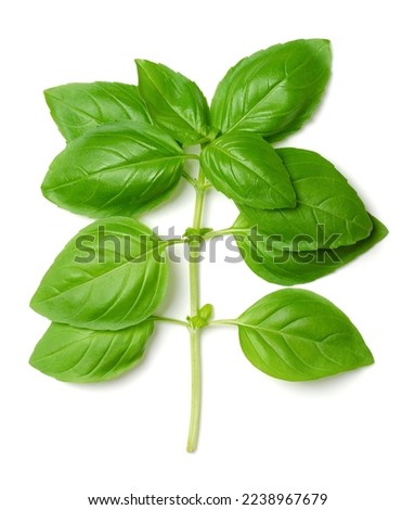 Branch of fresh green sweet basil, from above. Also known as great or Genovese basil, Ocimum basilicum, a culinary herb in the mint family Lamiaceae. A tender plant, used in cuisines worldwide. Photo Royalty-Free Stock Photo #2238967679