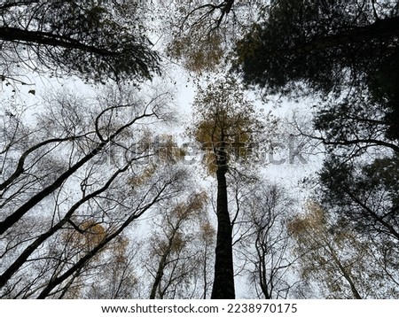 Landscape low angle view of beautiful forest natural trees in Norfolk woodland looking up from the ground through the dried leaves, branches and trunks to the grey Winter sky background in day light