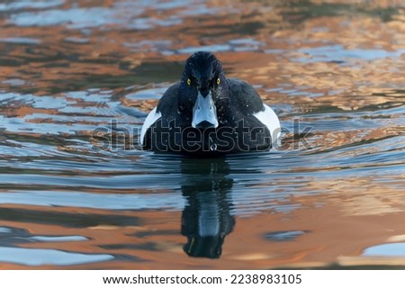 Male Tufted Duck (Anatidae) at a small lake. Gelderland in the Netherlands. Front view.                                                                                      