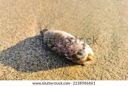 Dead puffer fish washed up on the beach lies on the sand in Zicatela Puerto Escondido Oaxaca Mexico.