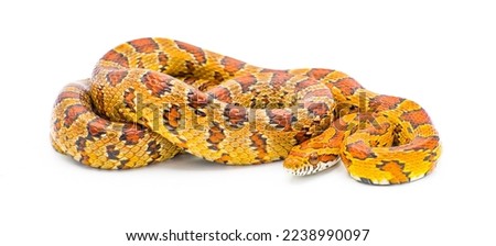 corn snake - Pantherophis guttatus -  formerly known as Elaphe Guttata or red rat snake.  Isolated on white background. Wild specimen photographed in light box. North central Florida example
