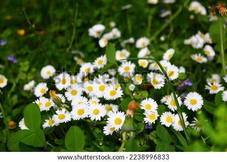 Bellis perennis, the daisy, is a European species of the family Asteraceae, often considered the archetypal species of the name daisy. To distinguish this species from other plants known as daisies.