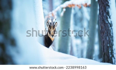 Mountain chamois in the snowy forest of the Luzickych Mountains watching to see if he is safe, the best photo.