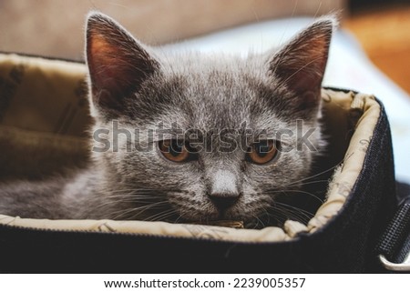 Cat white gray british cat  box playing 