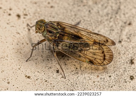 Adult Small Planthopper Insect of the Tribe Pentastirini Royalty-Free Stock Photo #2239023257