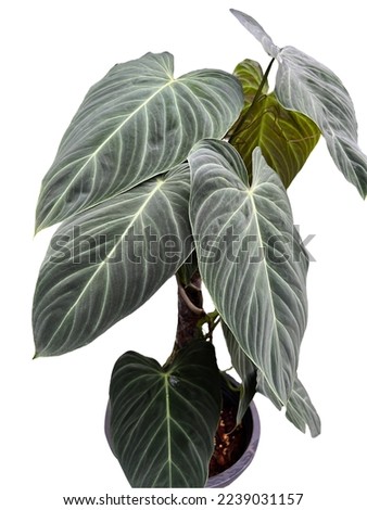 Bush of Philodendron splendid  with unique green leaves, growth in a pot, isolated on white background.  Royalty-Free Stock Photo #2239031157
