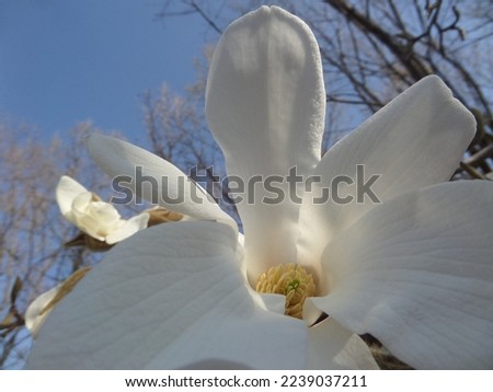 Flowering white kobushi magnolia (Magnolia kobus) 