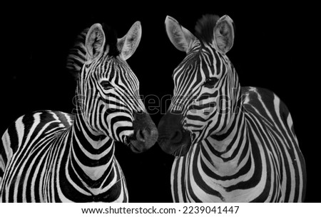 Zebras Kissing On The Black Background