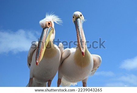 Pelicans in Walvis Bay - Namibia Royalty-Free Stock Photo #2239043265