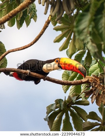 
Toucan looking for food in the papaya tree.
