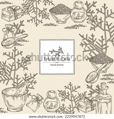 Background with thuja plicata: branch of thuja plicata with thuja cone. Oil, soap and bath salt . Cosmetics and medical plant. Vector hand drawn illustration