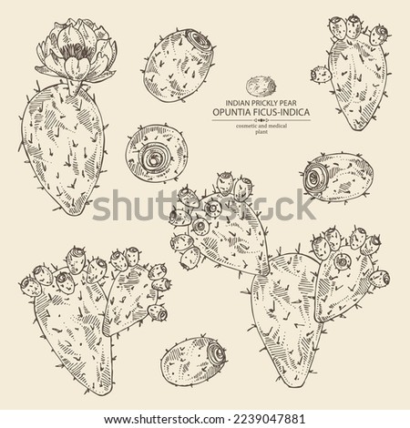Collection of opuntia ficus-indica: indian prickly pear plant, fruits and indian prickly pear flowers. Opuntia ficus-indica. Cosmetic, perfumery and medical plant. Vector hand Royalty-Free Stock Photo #2239047881